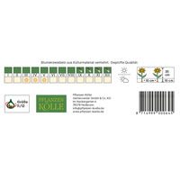 Einfache frühe Tulpen Prinses Irene, orange/rot geflammt, 7 Blumenzwiebeln