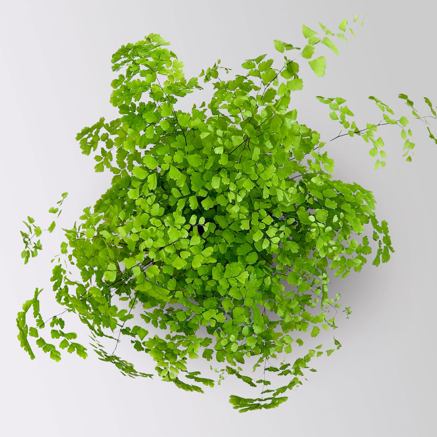 Frauenhaarfarn 'Fragans', Topf-Ø 17 cm, im Topf Byron