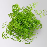 Frauenhaarfarn 'Fragans', Topf-Ø 17 cm, im Topf Byron