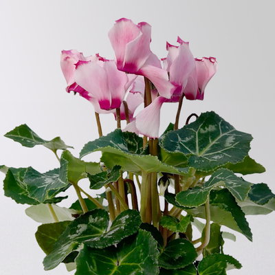 Alpenveilchen 'Victoria', rosa, Mini, Topf-Ø 6 cm, 10 Pflanzen Alpenveilchen 'Victoria', rosa, Mini, Topf-Ø 6 cm, 10 Pflanzen