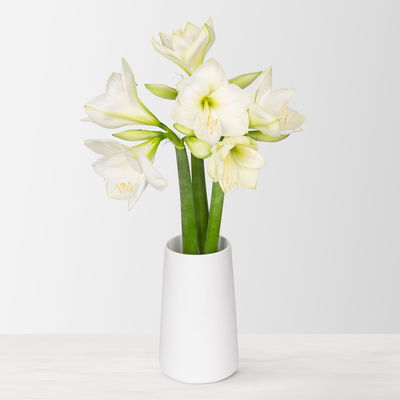 3 weiße Amaryllis 'White Sensation' 3 weiße Amaryllis 'White Sensation'