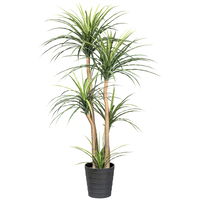 Künstliche Dracaena, Höhe ca. 160 cm