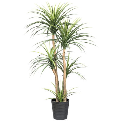 Künstliche Dracaena, Höhe ca. 160 cm Künstliche Dracaena, Höhe ca. 160 cm