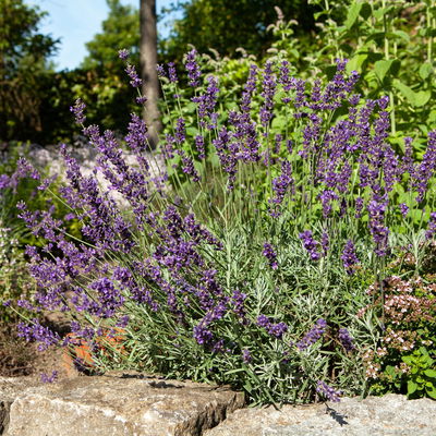 Lavendel 'Hidcote Blue', dunkel-blauviolett, Topf-Ø 23 cm Lavendel 'Hidcote Blue', dunkel-blauviolett, Topf-Ø 23 cm