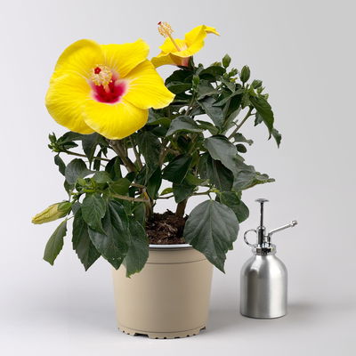 Hibiskus, gelb, Busch, Topf-Ø 17 cm, 2 Pflanzen