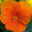 Hornveilchen XL, orange, Topf-Ø 12cm, 6 Pflanzen