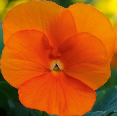 Hornveilchen XL, orange, Topf-Ø 12cm, 6 Pflanzen Hornveilchen XL, orange, Topf-Ø 12cm, 6 Pflanzen