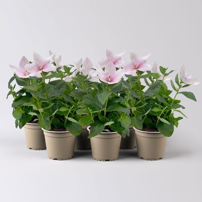 Ballonblume, rosa, Topf-Ø 12 cm, 6er-Set