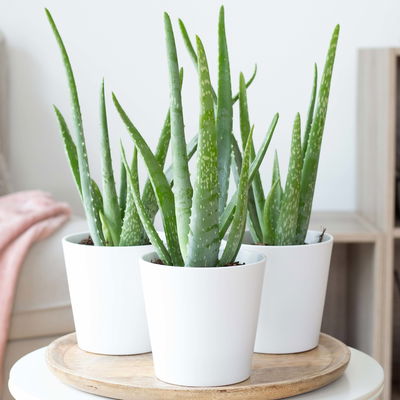 Aloe vera in Keramiktopf Dallas weiß, Topf-Ø 12 cm, Höhe ca. 20-35 cm, 3er-Set