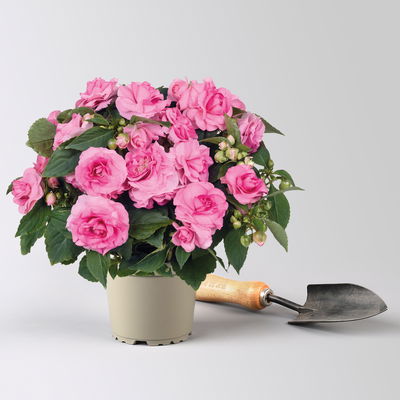 Fleißiges Lieschen 'Pink' rosa, gefüllt, Topf -Ø 12 cm, 6 Pflanzen
