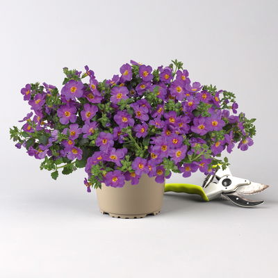 Schneeflockenblume lila, Topf-Ø 12 cm, 6er-Set