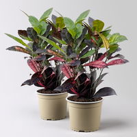 Wunderstrauch 'Mrs. Iceton', Topf-Ø 17 cm, Höhe ca. 50 cm, 2 Pflanzen Wunderstrauch 'Mrs. Iceton', Topf-Ø 17 cm, Höhe ca. 50 cm, 2 Pflanzen