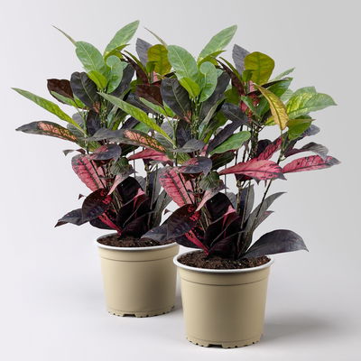 Wunderstrauch 'Mrs. Iceton', Topf-Ø 17 cm, Höhe ca. 50 cm, 2 Pflanzen Wunderstrauch 'Mrs. Iceton', Topf-Ø 17 cm, Höhe ca. 50 cm, 2 Pflanzen