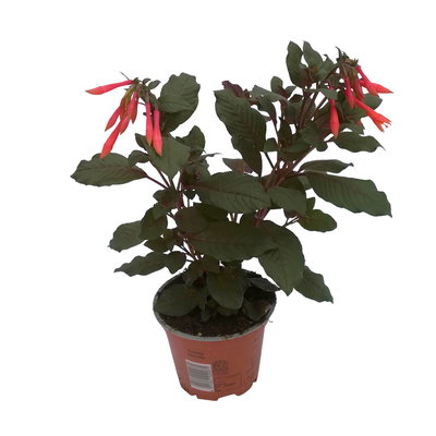 Fuchsie 'Koralle', orange-rot, 6er-Set, Topf 12 cm Ø
