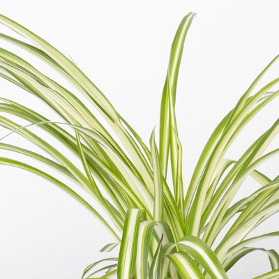 Grünlilie 'Variegatum', grün-weiß, Topf-Ø 12 cm, 2 Pflanzen Grünlilie 'Variegatum', grün-weiß, Topf-Ø 12 cm, 2 Pflanzen
