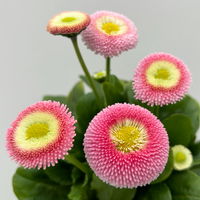 Pflanzenkreation Gartenromantik, 9 Pflanzen inkl. Erde und Dünger Pflanzenkreation Gartenromantik, 9 Pflanzen inkl. Erde und Dünger