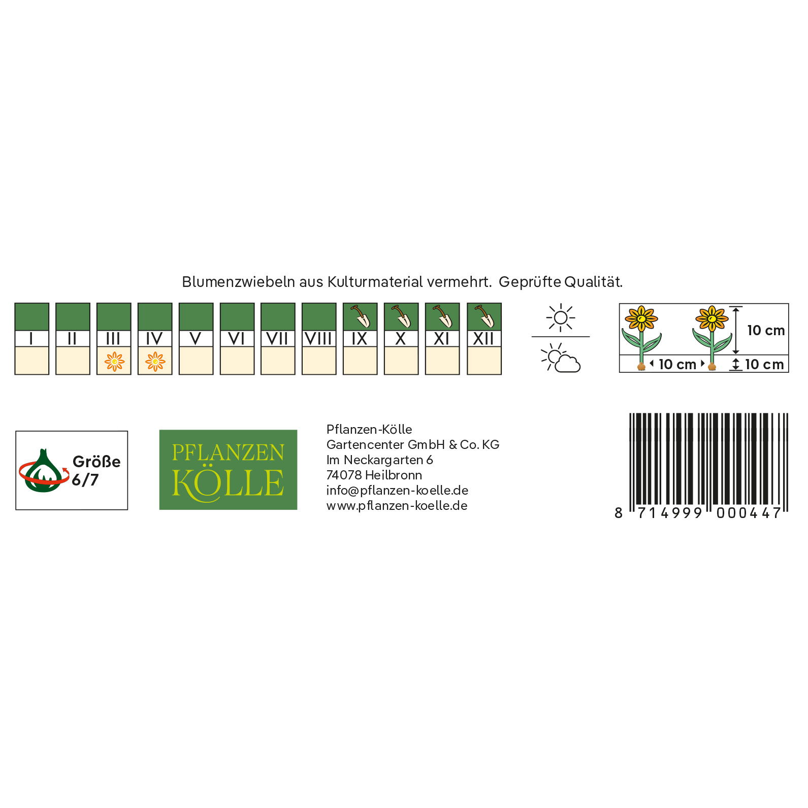 Wildtulpen Urumiensis gelb, 10 Blumenzwiebeln