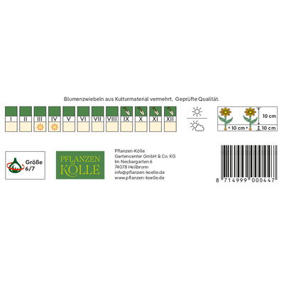 Wildtulpen Urumiensis gelb, 10 Blumenzwiebeln