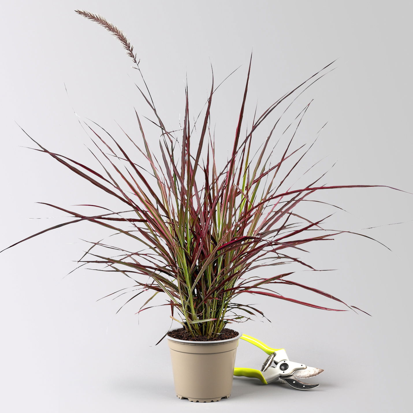 Lampenputzergras 'Fireworks', bunt, Topf-Ø 13 cm, 3 Pflanzen