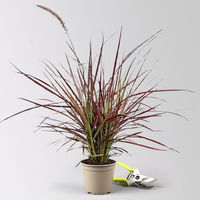 Lampenputzergras 'Fireworks', bunt, Topf-Ø 13 cm, 3 Pflanzen