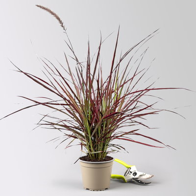 Lampenputzergras 'Fireworks', bunt, Topf-Ø 13 cm, 3 Pflanzen