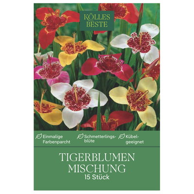 Kölles Beste Tigerblumen Mischung, groß, 15 Blumenknollen