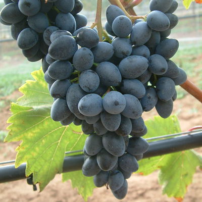 Tafeltraube 'Georg®' Tafeltraube 'Georg®'