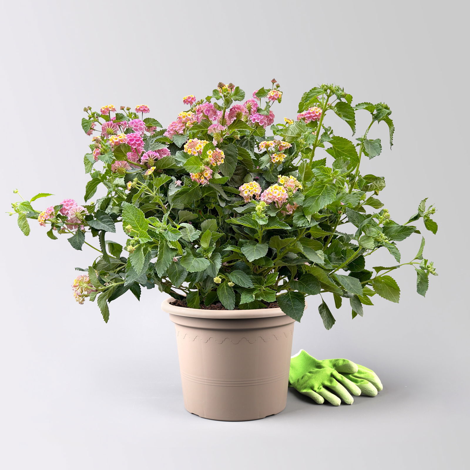 Wandelröschen lila/gelb, Topf-Ø 27 cm