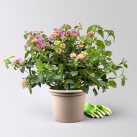 Wandelröschen lila/gelb, Topf-Ø 27 cm