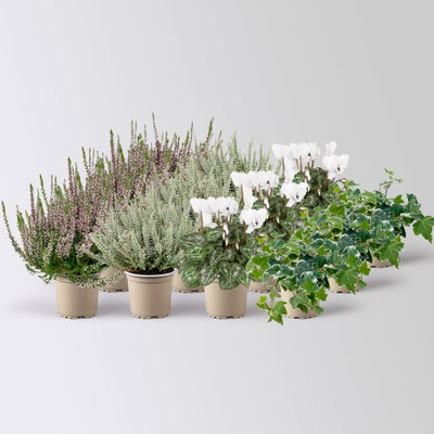 Grabbepflanzung Herbst weiß-lila, 12 Pflanzen Grabbepflanzung Herbst weiß-lila, 12 Pflanzen