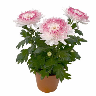 Chrysantheme 'Zembla Make-Upz® Heart Mix, Farben zufällig, Topf-Ø 13 cm, 3er-Set Chrysantheme 'Zembla Make-Upz® Heart Mix, Farben zufällig, Topf-Ø 13 cm, 3er-Set