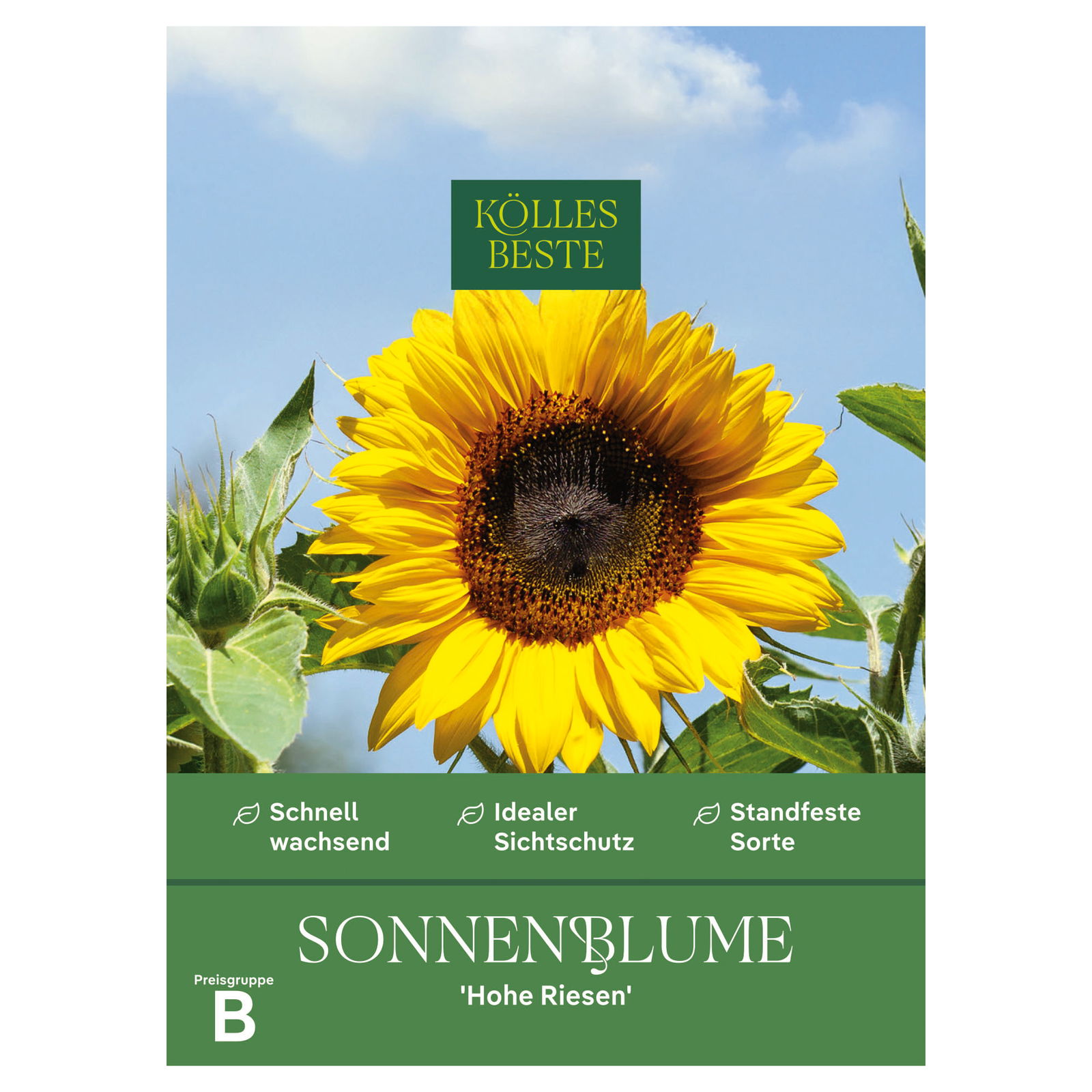 Kölles Beste Blumensamen Sonnenblume 