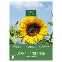 Kölles Beste Blumensamen Sonnenblume 
