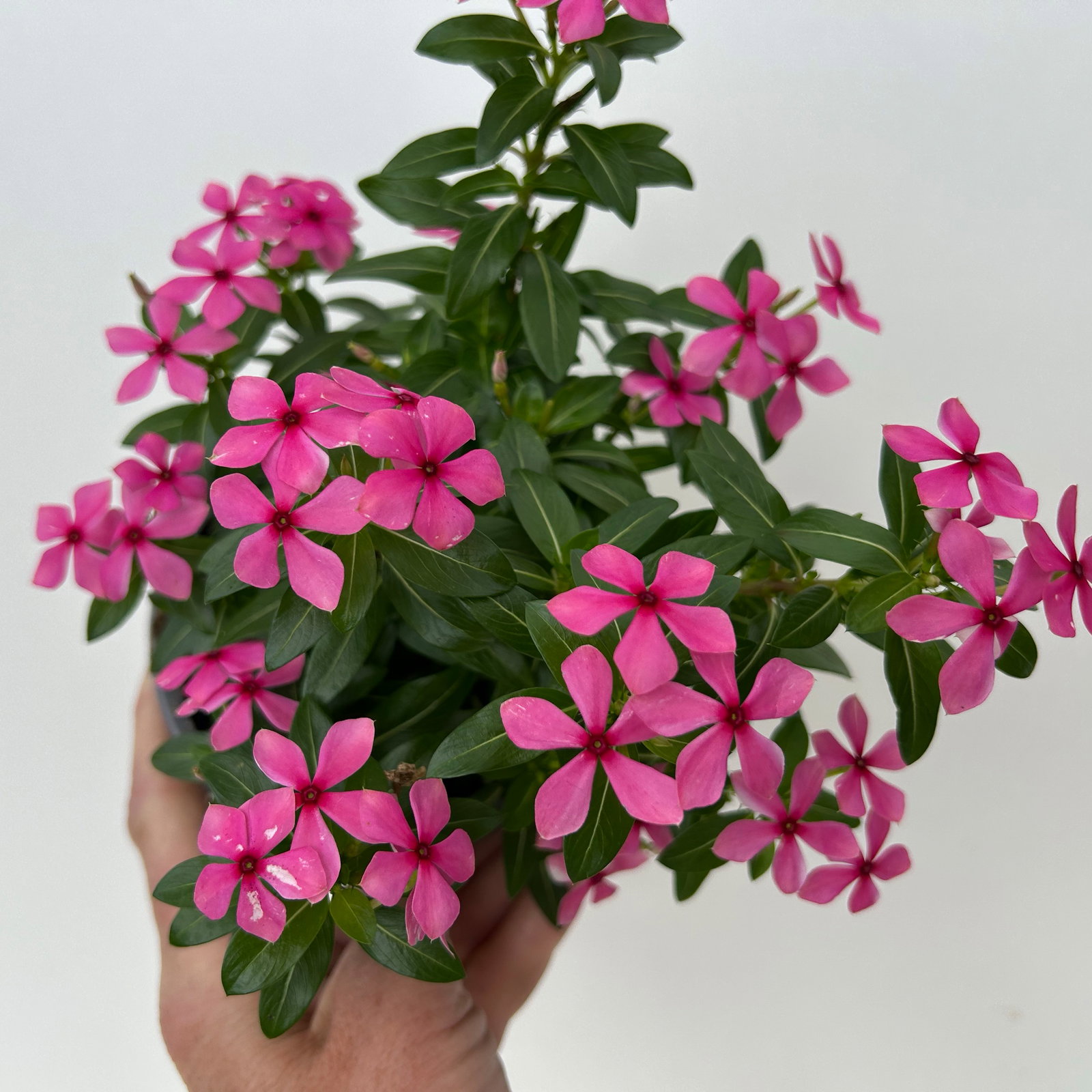 Catharanthus 'Soiree', Farben zufällig, kleinblütig, Topf-Ø 12 cm, 6 Pflanzen Catharanthus 'Soiree', Farben zufällig, kleinblütig, Topf-Ø 12 cm, 6 Pflanzen