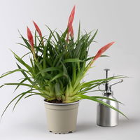 Vrisea 'Astrid', rot, Topf-Ø 12 cm, Höhe ca. 35 cm, 2 Pflanzen