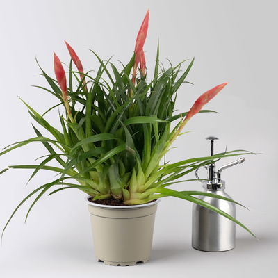 Vrisea 'Astrid', rot, Topf-Ø 12 cm, Höhe ca. 35 cm, 2 Pflanzen Vrisea 'Astrid', rot, Topf-Ø 12 cm, Höhe ca. 35 cm, 2 Pflanzen