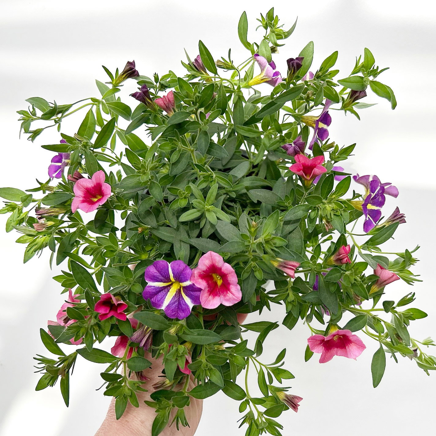 Zauberglöckchen 'Duo', rosarot & lila, Topf-Ø 14 cm, 4 Pflanzen