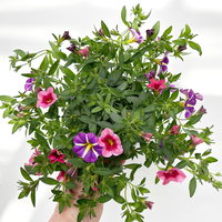 Zauberglöckchen 'Duo', rosarot & lila, Topf-Ø 14 cm, 4 Pflanzen