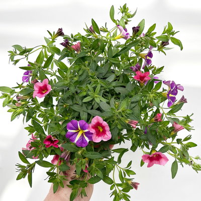 Zauberglöckchen 'Duo', rosarot & lila, Topf-Ø 14 cm, 4 Pflanzen