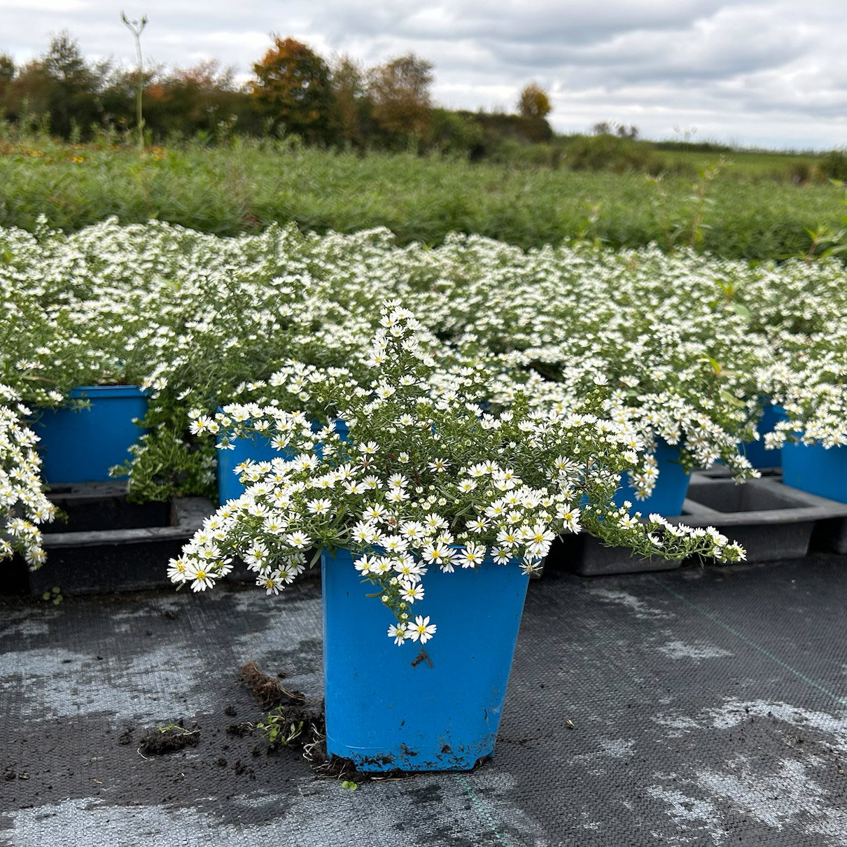 Bio Teppich-Myrthenaster 'Snowflurry', weiß, Topf 11x11 cm, 3 Pflanzen Bio Teppich-Myrthenaster 'Snowflurry', weiß, Topf 11x11 cm, 3 Pflanzen