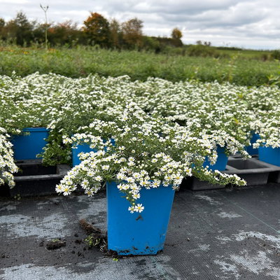 Bio Teppich-Myrthenaster 'Snowflurry', weiß, Topf 11x11 cm, 3 Pflanzen Bio Teppich-Myrthenaster 'Snowflurry', weiß, Topf 11x11 cm, 3 Pflanzen