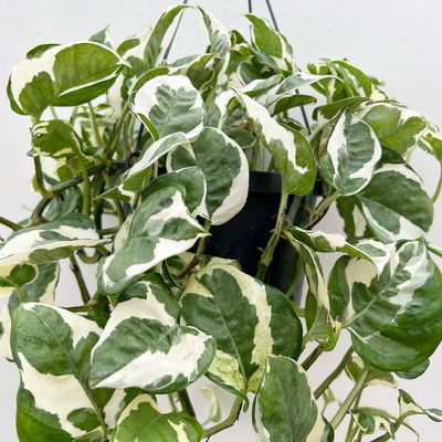 Efeutute 'N'Joy', grün-weiß, Ampeltopf-Ø 17, Höhe ca. 25 cm