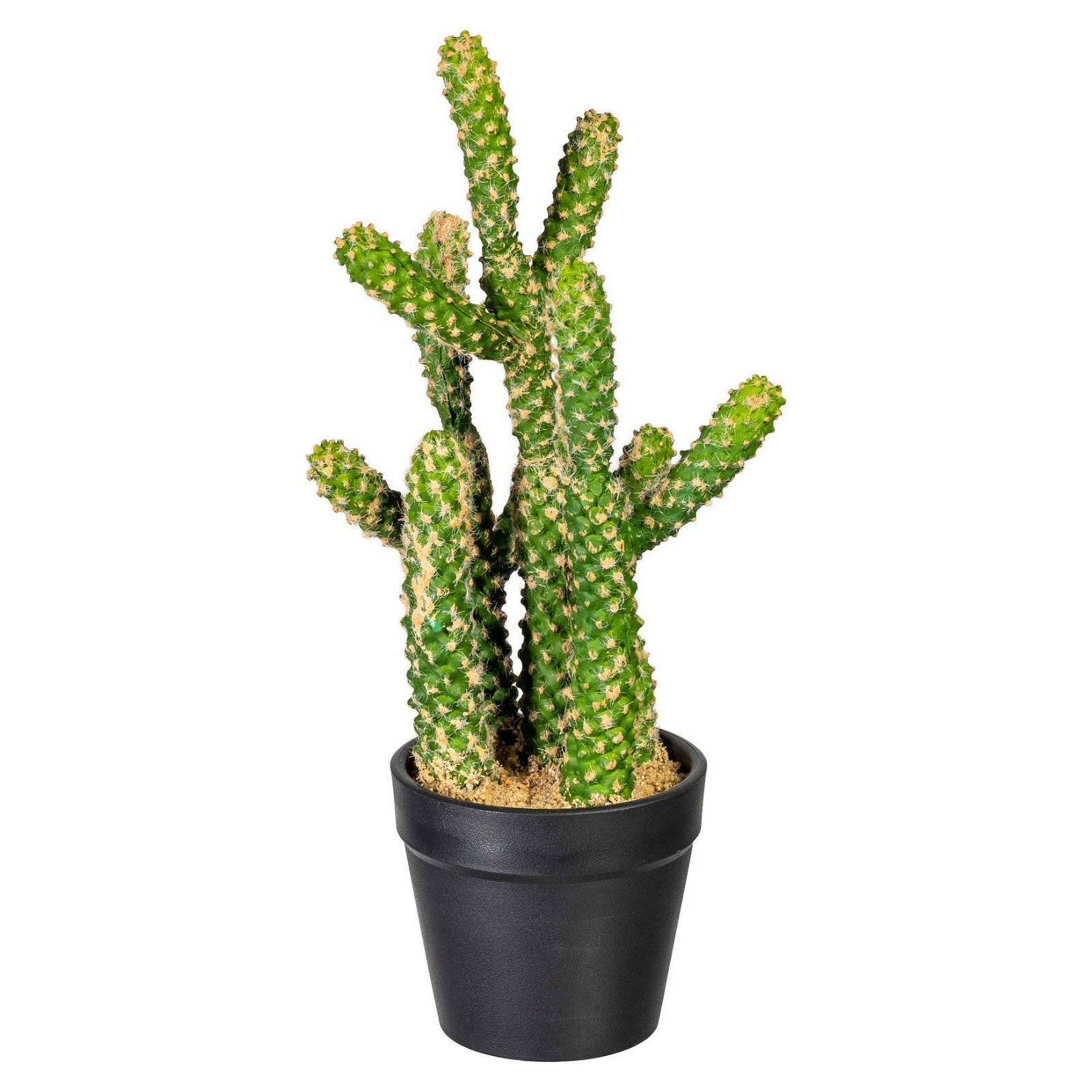 https://cdn.pflanzen-koelle.de/media/aa/ab/b9/1659621914/2220102044-Kaktus-Euphorbia-x5-gruen_67017.jpg