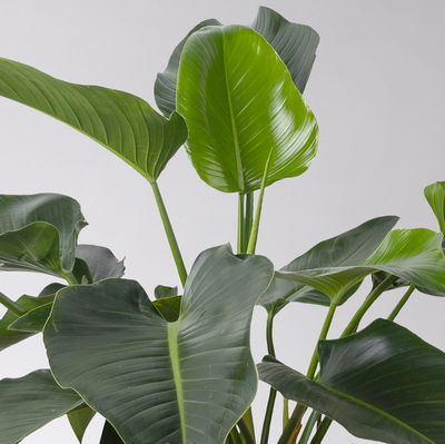 Philodendron 'Green Beauty', Topf-Ø 27cm,Höhe ca. 90cm, inkl. Bewässerungssystem Philodendron 'Green Beauty', Topf-Ø 27cm,Höhe ca. 90cm, inkl. Bewässerungssystem