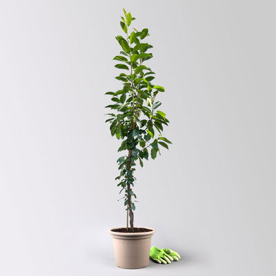 Kölle Bio Säulensauerkirsche 'Jachim'(S), 125-150 cm hoch, Topf 10 Liter Kölle Bio Säulensauerkirsche 'Jachim'(S), 125-150 cm hoch, Topf 10 Liter
