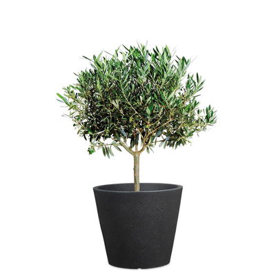 Scheurich Pflanzgefäß 'C-Cone', Stony Black, ca. Ø 29 x H 24,5 cm