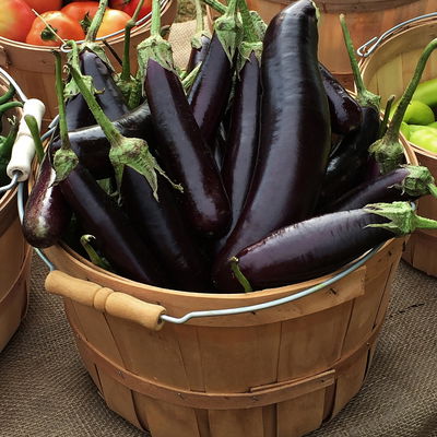 Blu Bio Aubergine 'Aubergine Super Mini F1',  Topf-Ø 12 cm, 6er-Set