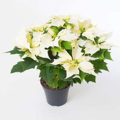 Bio Weihnachtsstern, weiß, Topf-Ø 12 cm, 3 Pflanzen