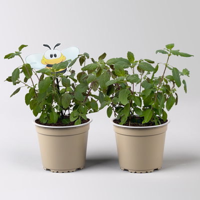 Bio Strauchbasilikum 'African Blue', Topf-Ø 19 cm, 2 Pflanzen