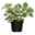 Plectranthus 'Variegata' grün-weiß, Topf -Ø 12 cm, 6er-Set